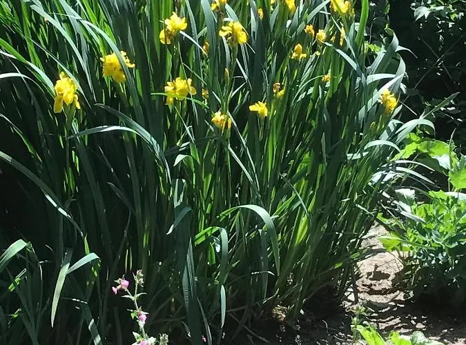 Beijden 3* Overasselt